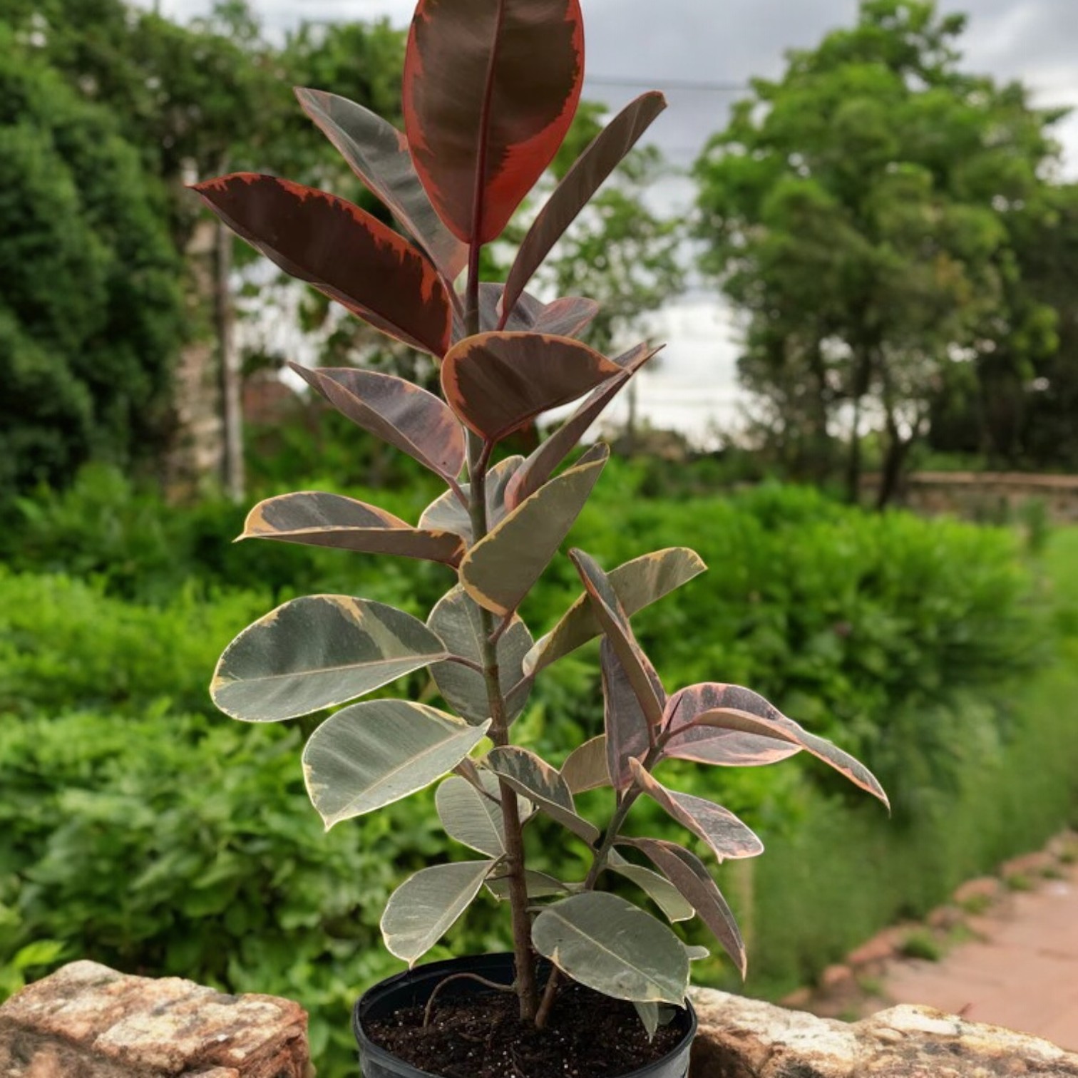 Rubber Fig Plant (Ficus elastica)